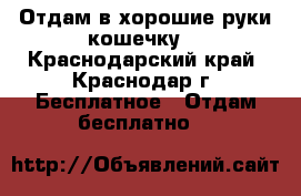 Отдам в хорошие руки кошечку. - Краснодарский край, Краснодар г. Бесплатное » Отдам бесплатно   